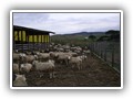 campo maio 023