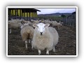 campo maio 024