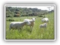 capao  do pinheiro 034