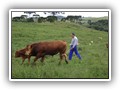 estrada da alegria 025